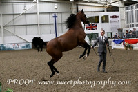Sunday Stallions 4 to 6 yrs A