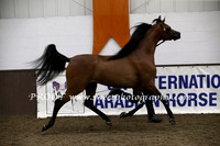 Saturday Colts 2 yrs