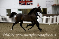 Saturday Fillies Yrls B