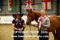 IN-HAND Stallion