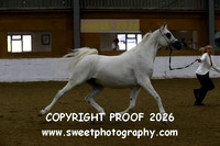 IN-HAND ECAHO Geldings