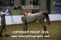 IN-HAND ECAHO Fillies