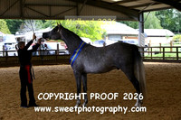 IN-HAND ECAHO Geldings