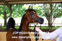 IN-HAND ECAHO Fillies Yrlgs