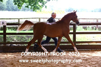 IN-HAND ECAHO Colt Yrlg