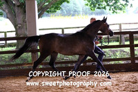IN-HAND ECAHO Fillies 2 yrs