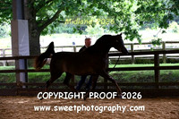 IN-HAND ECAHO Fillies 3 yrs