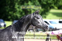 IN-HAND ECAHO Geldings 2 & 3 yrs
