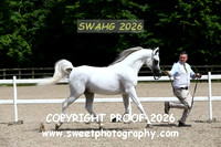 IN-HAND ECAHO Stallions