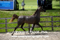 IN-HAND ECAHO Mares Veterans