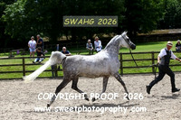 IN-HAND ECAHO Mares 4 - 9 yrs