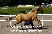 IN-HAND Anglo PBA Palomino Dilute