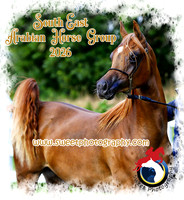 South East Arab Horse Group