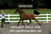 IN-HAND ECAHO Geldings Jr