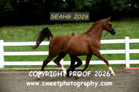 IN-HAND ECAHO Geldings Sr