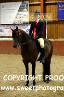 RIDDEN Novice Stallions