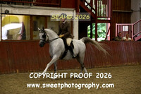 RIDDEN HOYS Stallions