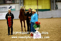 IN-HAND Arab Colts