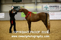 IN-HAND Arab Fillies