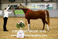 IN-HAND Arab Gelding Jrs