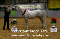 IN-HAND Arab Geldings Srs
