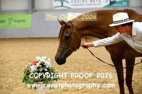 IN-HAND Arab Mares Jrs