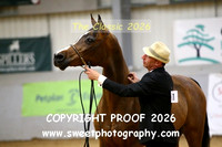 IN-HAND Arab Mares Sr