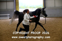 IN-HAND Arab Stallion Jr