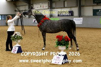 IN-HAND Arab Stallion CHampionship