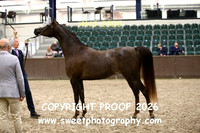 SUNDAY IN-HAND ECAHO Fillies 3 ys