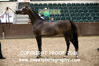 SUNDAY IN-HAND ECAHO Fillies 2 yrs