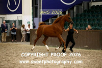 SUNDAY IN-HAND ECAHO Gelding 1-3 yrs