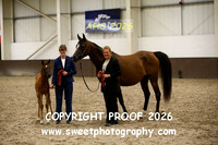 SUNDAY IN-HAND ECAHO Foals