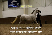 SUNDAY IN-HAND ECAHO Mares 4-14 yrs