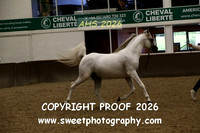 SUNDAY IN-HAND ECAHO Stallions 4-14 yrs