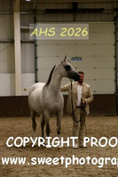 SUNDAY IN-HAND ECAHO Stallions Veterans