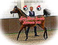 ARAB HORSE SOCIETY