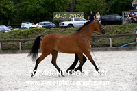 SATURDAY IN-HAND BNC Mares Veterans