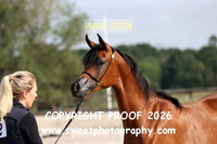 SATURDAY IN-HAND BNC Fillies Yrlgs Jr