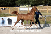 SATURDAY IN-HAND BNC Fillies Yrlgs Sr