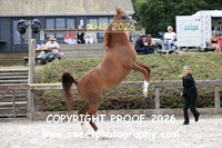 SATURDAY IN-HAND BNC Geldings 8-14