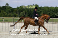 SUNDAY RIDDEN HOYS Geldings Part 2