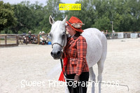 SATURDAY In-Hand BNC Geldings Veterans