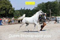 SATURDAY In-Hand BNC Geldings 4- 7 Yrs