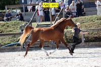 SATURDAY In-Hand BNC Geldings 3 yrs