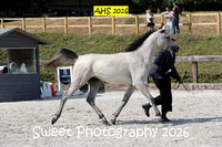 SATURDAY In-Hand BNC Gelding 2 yrs