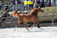 SATURDAY In-Hand BNC Gelding Yrlg