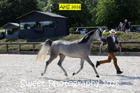 SATURDAY In-Hand BNC Fillies 3 yrs
