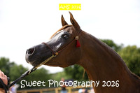 SATURDAY In-Hand BNC Mares 8-14 yrs