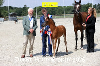 SATURDAY In-Hand BNC Mares and Foals